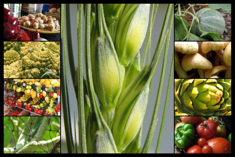 jennifer-wheatley-photographs-food-vegetables
